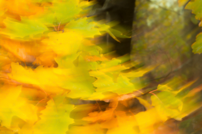 <i class='fa fa-user'></i>&nbsp;Truus Aletta Maan&nbsp;|  Herfst kleuren&nbsp; <i class='fa fa-eye'>&nbsp;76</i> &nbsp;<i class='fa fa-thumbs-up'>&nbsp;2</i> &nbsp; <i class='fa fa-comment-o'>&nbsp;5</i>