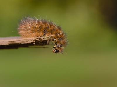 <i class='fa fa-user'></i>&nbsp;janvangastel&nbsp;|  Kleine Beer&nbsp; <i class='fa fa-eye'>&nbsp;75</i> &nbsp; <i class='fa fa-comment-o'>&nbsp;3</i>