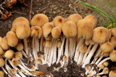 <i class='fa fa-user'></i>&nbsp;frbeuming&nbsp;|  Gewone Glimmerinktzwam&nbsp; <i class='fa fa-eye'>&nbsp;58</i> &nbsp; <i class='fa fa-comment-o'>&nbsp;5</i>