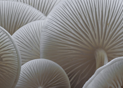 <i class='fa fa-user'></i>&nbsp;Fred Zandinga&nbsp;|  Porseleinzwam&nbsp; <i class='fa fa-eye'>&nbsp;98</i> &nbsp;<i class='fa fa-thumbs-up'>&nbsp;10</i> &nbsp; <i class='fa fa-comment-o'>&nbsp;11</i>