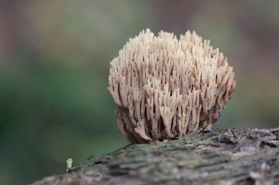 <i class='fa fa-user'></i>&nbsp;Paul Vandebroek&nbsp;|  Rechte Koraalzwam&nbsp; <i class='fa fa-eye'>&nbsp;85</i> &nbsp;<i class='fa fa-thumbs-up'>&nbsp;3</i> &nbsp; <i class='fa fa-comment-o'>&nbsp;7</i>