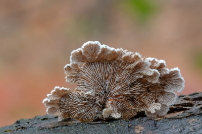 <i class='fa fa-user'></i>&nbsp;Johan van Gurp&nbsp;|  Waaiertje&nbsp; <i class='fa fa-eye'>&nbsp;70</i> &nbsp; <i class='fa fa-comment-o'>&nbsp;7</i>