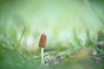<i class='fa fa-user'></i>&nbsp;Pieter  LJ&nbsp;|  Coprinellus sp.&nbsp; <i class='fa fa-eye'>&nbsp;65</i> &nbsp;<i class='fa fa-thumbs-up'>&nbsp;2</i> &nbsp; <i class='fa fa-comment-o'>&nbsp;8</i>