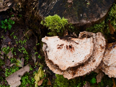 <i class='fa fa-user'></i>&nbsp;janvangastel&nbsp;|  Zadelzwam&nbsp; <i class='fa fa-eye'>&nbsp;58</i> &nbsp; <i class='fa fa-comment-o'>&nbsp;2</i>