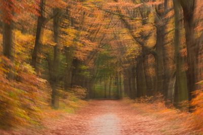 <i class='fa fa-user'></i>&nbsp;Truus Aletta Maan&nbsp;|  Herfst kleuren&nbsp; <i class='fa fa-eye'>&nbsp;103</i> &nbsp;<i class='fa fa-thumbs-up'>&nbsp;2</i> &nbsp; <i class='fa fa-comment-o'>&nbsp;2</i>