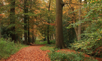 <i class='fa fa-user'></i>&nbsp;Tineke Strijbosch&nbsp;|  Herfst in het Asserbos&nbsp; <i class='fa fa-eye'>&nbsp;65</i> &nbsp;<i class='fa fa-thumbs-up'>&nbsp;2</i> &nbsp; <i class='fa fa-comment-o'>&nbsp;6</i>