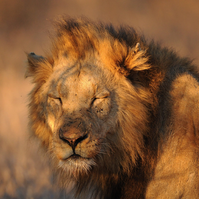 <i class='fa fa-user'></i>&nbsp;Eric Gibcus&nbsp;|  Leeuw&nbsp; <i class='fa fa-eye'>&nbsp;197</i> &nbsp;<i class='fa fa-thumbs-up'>&nbsp;11</i> &nbsp; <i class='fa fa-comment-o'>&nbsp;8</i>