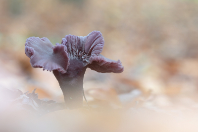 <i class='fa fa-user'></i>&nbsp;Johan van Gurp&nbsp;|  Amethistzwam&nbsp; <i class='fa fa-eye'>&nbsp;81</i> &nbsp;<i class='fa fa-thumbs-up'>&nbsp;3</i> &nbsp; <i class='fa fa-comment-o'>&nbsp;3</i>