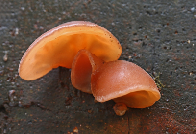 <i class='fa fa-user'></i>&nbsp;Cor&nbsp;|  Echt Judasoor&nbsp; <i class='fa fa-eye'>&nbsp;60</i> &nbsp;<i class='fa fa-thumbs-up'>&nbsp;2</i> &nbsp; <i class='fa fa-comment-o'>&nbsp;4</i>