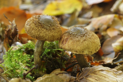 <i class='fa fa-user'></i>&nbsp;Jelle Bakker&nbsp;|  Vezelkop sp.&nbsp; <i class='fa fa-eye'>&nbsp;60</i> &nbsp;<i class='fa fa-thumbs-up'>&nbsp;1</i> &nbsp; <i class='fa fa-comment-o'>&nbsp;3</i>