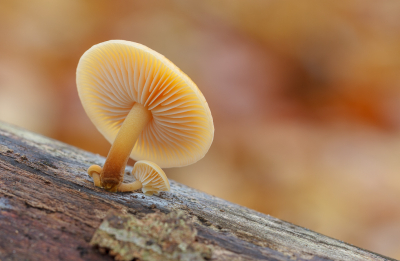 <i class='fa fa-user'></i>&nbsp;Henk Bouter&nbsp;|  Gewoon Fluweelpootje&nbsp; <i class='fa fa-eye'>&nbsp;56</i> &nbsp;<i class='fa fa-thumbs-up'>&nbsp;5</i> &nbsp; <i class='fa fa-comment-o'>&nbsp;2</i>