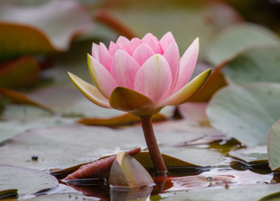 <i class='fa fa-user'></i>&nbsp;Henk Bouter&nbsp;|  Waterlelie sp.&nbsp; <i class='fa fa-eye'>&nbsp;54</i> &nbsp;<i class='fa fa-thumbs-up'>&nbsp;1</i> &nbsp; <i class='fa fa-comment-o'>&nbsp;2</i>