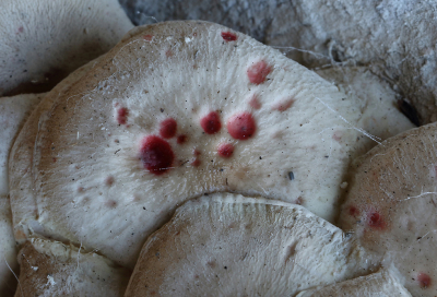 <i class='fa fa-user'></i>&nbsp;Ad Sprang&nbsp;|  Porseleinzwam&nbsp; <i class='fa fa-eye'>&nbsp;77</i> &nbsp;<i class='fa fa-thumbs-up'>&nbsp;1</i> &nbsp; <i class='fa fa-comment-o'>&nbsp;5</i>