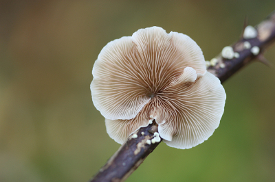 <i class='fa fa-user'></i>&nbsp;Paul Vandebroek&nbsp;|  Wit Oorzwammetje&nbsp; <i class='fa fa-eye'>&nbsp;62</i> &nbsp;<i class='fa fa-thumbs-up'>&nbsp;1</i> &nbsp; <i class='fa fa-comment-o'>&nbsp;3</i>