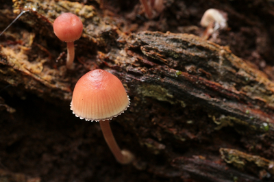 <i class='fa fa-user'></i>&nbsp;frbeuming&nbsp;|  Grote Bloedsteelmycena&nbsp; <i class='fa fa-eye'>&nbsp;63</i> &nbsp; <i class='fa fa-comment-o'>&nbsp;3</i>