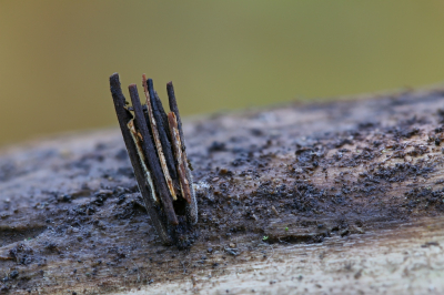 <i class='fa fa-user'></i>&nbsp;Robert Rodenburg&nbsp;|  Gewone Zakdrager&nbsp; <i class='fa fa-eye'>&nbsp;76</i> &nbsp;<i class='fa fa-thumbs-up'>&nbsp;2</i> &nbsp; <i class='fa fa-comment-o'>&nbsp;3</i>