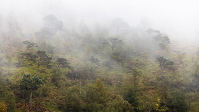 <i class='fa fa-user'></i>&nbsp;Arjen Drost&nbsp;|  Het Nevelwoud&nbsp; <i class='fa fa-eye'>&nbsp;84</i> &nbsp;<i class='fa fa-thumbs-up'>&nbsp;5</i> &nbsp; <i class='fa fa-comment-o'>&nbsp;5</i>