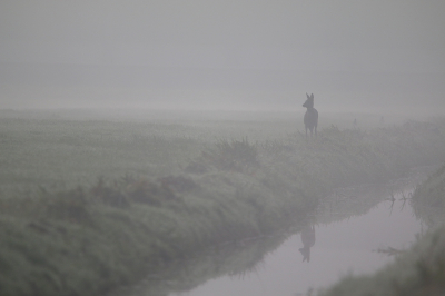 <i class='fa fa-user'></i>&nbsp;Ruben de Bruijn&nbsp;|  Ree&nbsp; <i class='fa fa-eye'>&nbsp;109</i> &nbsp;<i class='fa fa-thumbs-up'>&nbsp;2</i> &nbsp; <i class='fa fa-comment-o'>&nbsp;8</i>