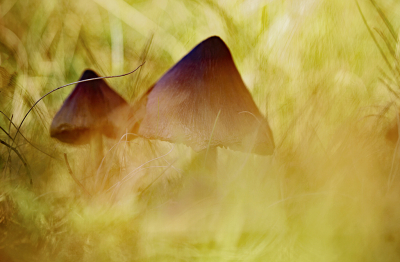 <i class='fa fa-user'></i>&nbsp;Pieter  LJ&nbsp;|  Zwartwordende Wasplaat&nbsp; <i class='fa fa-eye'>&nbsp;67</i> &nbsp;<i class='fa fa-thumbs-up'>&nbsp;4</i> &nbsp; <i class='fa fa-comment-o'>&nbsp;5</i>