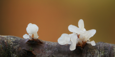 <i class='fa fa-user'></i>&nbsp;Robert Rodenburg&nbsp;|  Rondachtig Knotsje&nbsp; <i class='fa fa-eye'>&nbsp;58</i> &nbsp; <i class='fa fa-comment-o'>&nbsp;2</i>