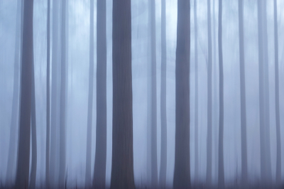 <i class='fa fa-user'></i>&nbsp;nelappelmelk&nbsp;|  Strak bos&nbsp; <i class='fa fa-eye'>&nbsp;89</i> &nbsp;<i class='fa fa-thumbs-up'>&nbsp;6</i> &nbsp; <i class='fa fa-comment-o'>&nbsp;6</i>