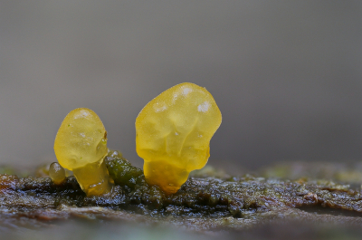 <i class='fa fa-user'></i>&nbsp;Robert Rodenburg&nbsp;|  Spatelhoorntje&nbsp; <i class='fa fa-eye'>&nbsp;79</i> &nbsp;<i class='fa fa-thumbs-up'>&nbsp;6</i> &nbsp; <i class='fa fa-comment-o'>&nbsp;5</i>