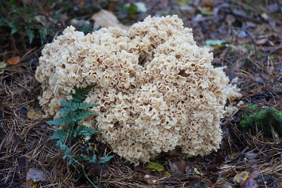 <i class='fa fa-user'></i>&nbsp;Paul Vandebroek&nbsp;|  Grote Sponszwam&nbsp; <i class='fa fa-eye'>&nbsp;63</i> &nbsp; <i class='fa fa-comment-o'>&nbsp;3</i>