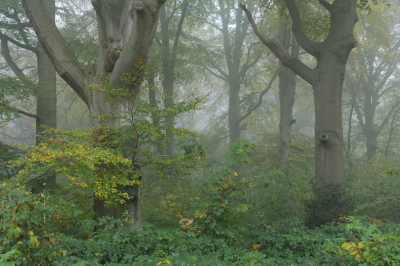 <i class='fa fa-user'></i>&nbsp;Hendrik van Kampen&nbsp;|  Olterterp&nbsp; <i class='fa fa-eye'>&nbsp;115</i> &nbsp;<i class='fa fa-thumbs-up'>&nbsp;7</i> &nbsp; <i class='fa fa-comment-o'>&nbsp;9</i>