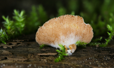 <i class='fa fa-user'></i>&nbsp;Robert Rodenburg&nbsp;|  Harig Saffraanoorzwammetje&nbsp; <i class='fa fa-eye'>&nbsp;73</i> &nbsp;<i class='fa fa-thumbs-up'>&nbsp;1</i> &nbsp; <i class='fa fa-comment-o'>&nbsp;7</i>