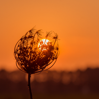 <i class='fa fa-user'></i>&nbsp;Truus Aletta Maan&nbsp;|  Peen&nbsp; <i class='fa fa-eye'>&nbsp;60</i> &nbsp;<i class='fa fa-thumbs-up'>&nbsp;1</i> &nbsp; <i class='fa fa-comment-o'>&nbsp;3</i>