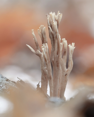 <i class='fa fa-user'></i>&nbsp;Johan van Gurp&nbsp;|  Asgrauwe Koraalzwam&nbsp; <i class='fa fa-eye'>&nbsp;89</i> &nbsp;<i class='fa fa-thumbs-up'>&nbsp;9</i> &nbsp; <i class='fa fa-comment-o'>&nbsp;9</i>