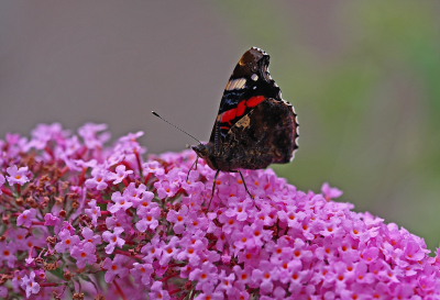 <i class='fa fa-user'></i>&nbsp;Cor&nbsp;|  Atalanta&nbsp; <i class='fa fa-eye'>&nbsp;69</i> &nbsp;<i class='fa fa-thumbs-up'>&nbsp;1</i> &nbsp; <i class='fa fa-comment-o'>&nbsp;6</i>