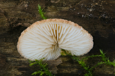 <i class='fa fa-user'></i>&nbsp;Robert Rodenburg&nbsp;|  Harig Saffraanoorzwammetje&nbsp; <i class='fa fa-eye'>&nbsp;86</i> &nbsp;<i class='fa fa-thumbs-up'>&nbsp;1</i> &nbsp; <i class='fa fa-comment-o'>&nbsp;9</i>