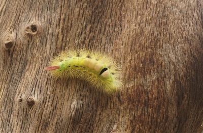 <i class='fa fa-user'></i>&nbsp;Jelle Bakker&nbsp;|  Meriansborstel&nbsp; <i class='fa fa-eye'>&nbsp;102</i> &nbsp; <i class='fa fa-comment-o'>&nbsp;5</i>