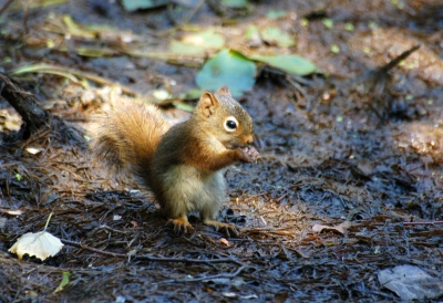 <i class='fa fa-user'></i>&nbsp;Jan Luit&nbsp;| Amerikaanse Rode Eekhoorn&nbsp; <i class='fa fa-eye'>&nbsp;208</i> &nbsp;<i class='fa fa-thumbs-up'>&nbsp;1</i> &nbsp; <i class='fa fa-comment-o'>&nbsp;4</i>