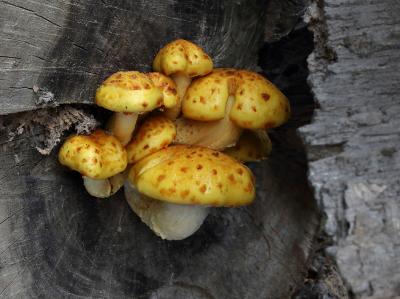 <i class='fa fa-user'></i>&nbsp;Ad Sprang&nbsp;|  Goudvliesbundelzwam&nbsp; <i class='fa fa-eye'>&nbsp;85</i> &nbsp;<i class='fa fa-thumbs-up'>&nbsp;1</i> &nbsp; <i class='fa fa-comment-o'>&nbsp;6</i>