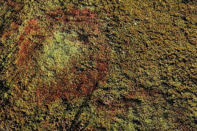 <i class='fa fa-user'></i>&nbsp;nelappelmelk&nbsp;|  Ruig Haarmos&nbsp; <i class='fa fa-eye'>&nbsp;73</i> &nbsp; <i class='fa fa-comment-o'>&nbsp;6</i>