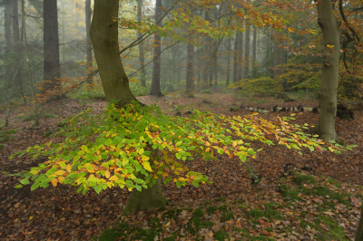 <i class='fa fa-user'></i>&nbsp;Hendrik van Kampen&nbsp;|  Olterterp&nbsp; <i class='fa fa-eye'>&nbsp;112</i> &nbsp;<i class='fa fa-thumbs-up'>&nbsp;3</i> &nbsp; <i class='fa fa-comment-o'>&nbsp;9</i>