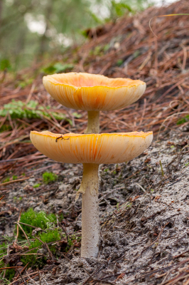 <i class='fa fa-user'></i>&nbsp;JanLohman&nbsp;|  Vliegenzwam&nbsp; <i class='fa fa-eye'>&nbsp;72</i> &nbsp;<i class='fa fa-thumbs-up'>&nbsp;1</i> &nbsp; <i class='fa fa-comment-o'>&nbsp;4</i>