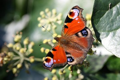 <i class='fa fa-user'></i>&nbsp;Paul Vandebroek&nbsp;|  Dagpauwoog&nbsp; <i class='fa fa-eye'>&nbsp;70</i> &nbsp;<i class='fa fa-thumbs-up'>&nbsp;3</i> &nbsp; <i class='fa fa-comment-o'>&nbsp;5</i>