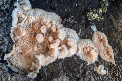 <i class='fa fa-user'></i>&nbsp;Johan van Gurp&nbsp;|  Spekzwoerdzwam&nbsp; <i class='fa fa-eye'>&nbsp;73</i> &nbsp;<i class='fa fa-thumbs-up'>&nbsp;2</i> &nbsp; <i class='fa fa-comment-o'>&nbsp;1</i>