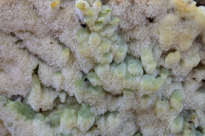 <i class='fa fa-user'></i>&nbsp;Henk Bouter&nbsp;|  Glazige Buisjeszwam&nbsp; <i class='fa fa-eye'>&nbsp;90</i> &nbsp;<i class='fa fa-thumbs-up'>&nbsp;3</i> &nbsp; <i class='fa fa-comment-o'>&nbsp;10</i>