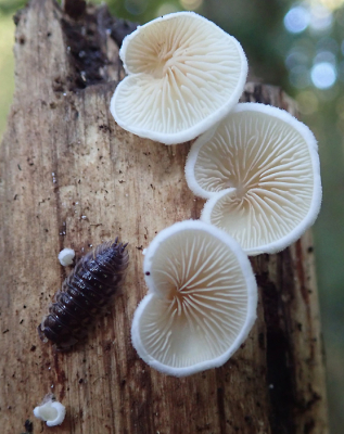 <i class='fa fa-user'></i>&nbsp;A. Soeting&nbsp;|  Wit Oorzwammetje&nbsp; <i class='fa fa-eye'>&nbsp;80</i> &nbsp;<i class='fa fa-thumbs-up'>&nbsp;1</i> &nbsp; <i class='fa fa-comment-o'>&nbsp;4</i>