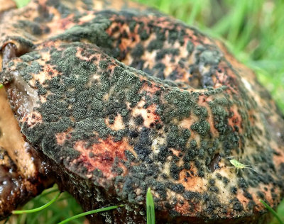 <i class='fa fa-user'></i>&nbsp;A. Soeting&nbsp;|  Gewone Berkenboleet&nbsp; <i class='fa fa-eye'>&nbsp;68</i> &nbsp; <i class='fa fa-comment-o'>&nbsp;9</i>