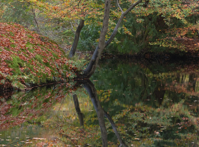 <i class='fa fa-user'></i>&nbsp;Tim Oord&nbsp;|  Weerspiegeling in de herfst&nbsp; <i class='fa fa-eye'>&nbsp;95</i> &nbsp;<i class='fa fa-thumbs-up'>&nbsp;1</i> &nbsp; <i class='fa fa-comment-o'>&nbsp;6</i>