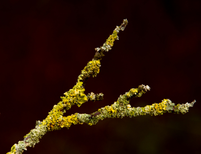 <i class='fa fa-user'></i>&nbsp;Truus Aletta Maan&nbsp;|  Groot Dooiermos&nbsp; <i class='fa fa-eye'>&nbsp;67</i> &nbsp;<i class='fa fa-thumbs-up'>&nbsp;2</i> &nbsp; <i class='fa fa-comment-o'>&nbsp;3</i>