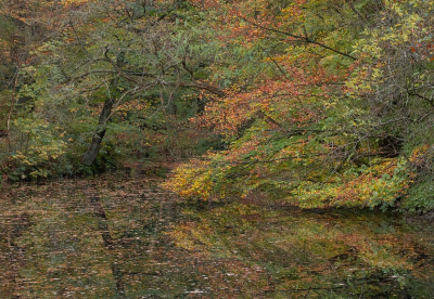 <i class='fa fa-user'></i>&nbsp;Tim Oord&nbsp;|  Weerspiegeling in herfstbos&nbsp; <i class='fa fa-eye'>&nbsp;77</i> &nbsp; <i class='fa fa-comment-o'>&nbsp;2</i>