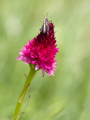 <i class='fa fa-user'></i>&nbsp;Mignon-Creative&nbsp;|  Roze Vanilleorchis&nbsp; <i class='fa fa-eye'>&nbsp;91</i> &nbsp;<i class='fa fa-thumbs-up'>&nbsp;2</i> &nbsp; <i class='fa fa-comment-o'>&nbsp;3</i>