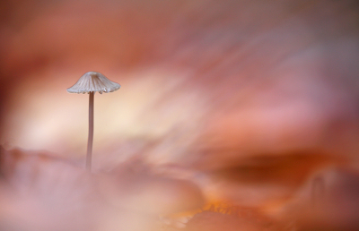 <i class='fa fa-user'></i>&nbsp;Pieter  LJ&nbsp;|  Mycena sp.&nbsp; <i class='fa fa-eye'>&nbsp;105</i> &nbsp;<i class='fa fa-thumbs-up'>&nbsp;9</i> &nbsp; <i class='fa fa-comment-o'>&nbsp;3</i>