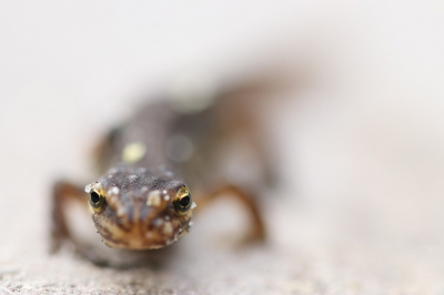 <i class='fa fa-user'></i>&nbsp;Mark de Bruijn&nbsp;|  Kleine Watersalamander&nbsp; <i class='fa fa-eye'>&nbsp;101</i> &nbsp;<i class='fa fa-thumbs-up'>&nbsp;2</i> &nbsp; <i class='fa fa-comment-o'>&nbsp;2</i>